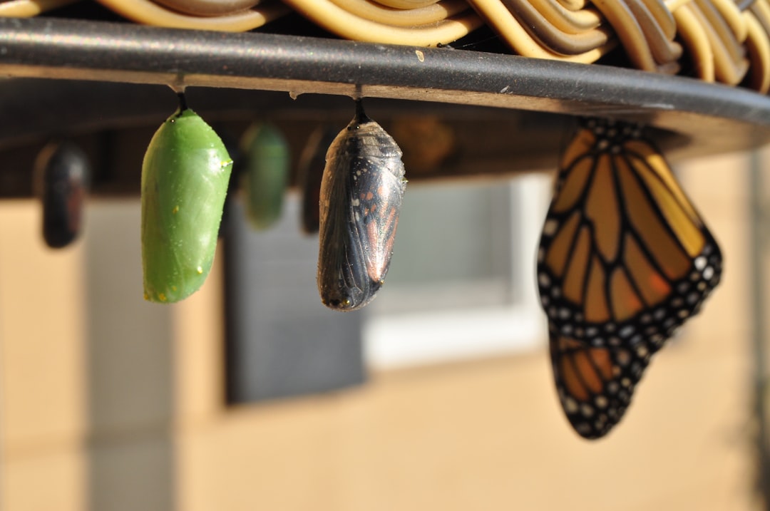 Photo Time-lapse transformation